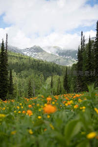 山谷野花烂漫，雪峰松林构成壮阔背景