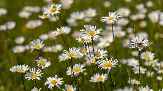 雏菊丛中蝴蝶翩跹，春日田野生机盎然