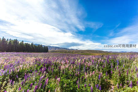 紫色鲁冰花海铺展，远山蓝天如画境