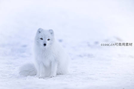 北极狐坐雪中，毛茸茸如雪团