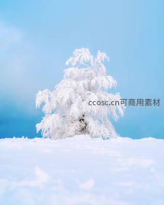 孤树傲立雪原，冰晶绽放