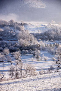 晨雾缭绕雪林，如梦似幻