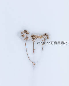 雪中枯花静美如诗意境画面