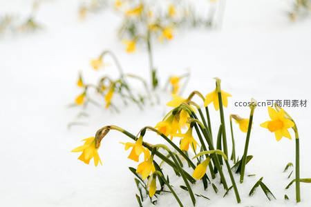 雪地黄水仙破雪绽放春意