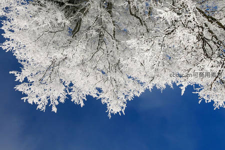 冰晶挂满枝头蓝天映衬冬日奇观