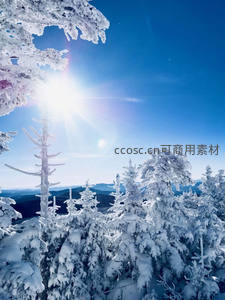 阳光穿透雪林仙境