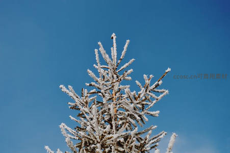 霜枝傲立，蓝天映衬如玉雕