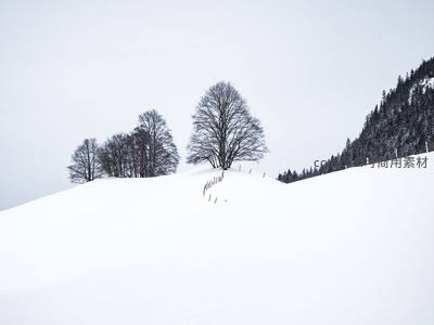 雪坡上的枯树群，冬日静谧风景