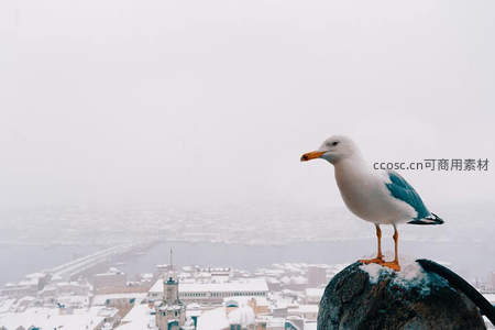 雪城之巅，海鸥凝望雾中古城