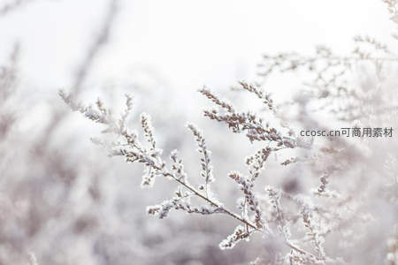 霜花凝枝，微距捕捉冬日精灵