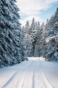 雪覆松林小径蜿蜒通幽静谧
