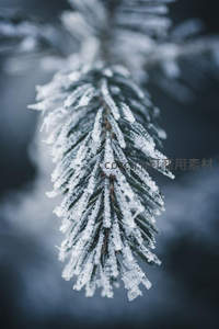 微距镜头下的霜花松针
