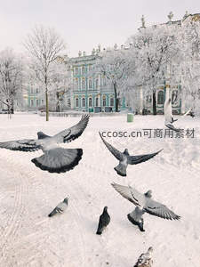 雪地鸽群振翅飞舞于宫廷花园前
