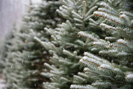 微距镜头下的松针覆雪特写