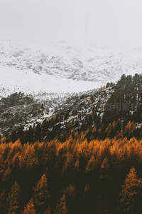 雪覆山峦金松林层叠如油画