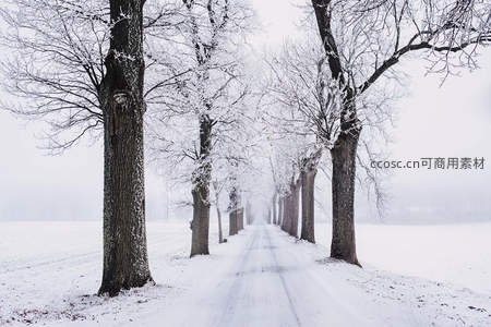 雪覆林间小径，静谧如画