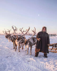 雪原驯鹿与牧人相伴