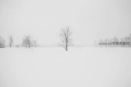 大雪弥漫，白茫茫世界中的枯树