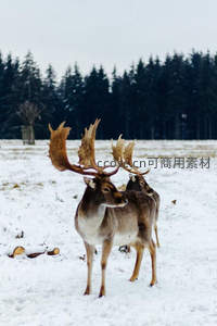 雪原上的雄鹿与同伴静立远眺