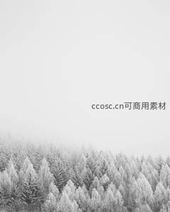 雾霭笼罩雪松林黑白极简风