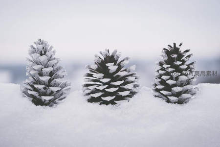 雪覆松果的冬日特写