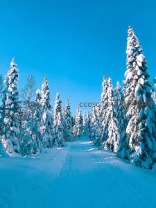 雪覆松林间蜿蜒小径通向蓝天