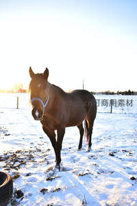 夕阳余晖中雪地骏马昂首伫立