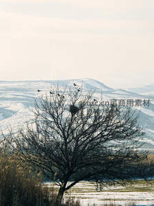 枯树栖鸟远眺雪原山峦苍茫