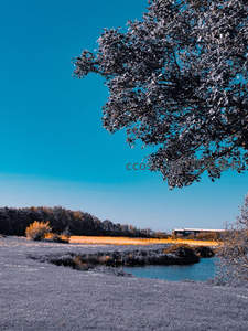 蓝天映衬下，霜枝垂挂田野水塘边