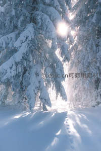 雪林阳光穿透松枝洒落雪径