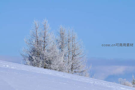 蓝天映衬雪坡孤树银装素裹