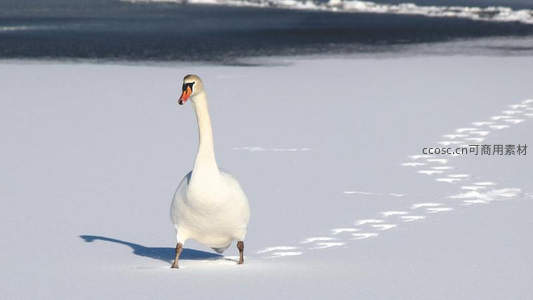 雪地天鹅优雅漫步