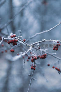 红果覆霜寒枝点缀