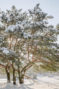 阳光穿透雪松，枝头积雪晶莹