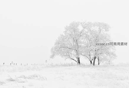 银装素裹的孤树伫立雪野之中