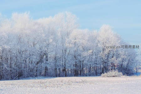 雾凇覆盖的林海，冬日童话般的静谧雪原