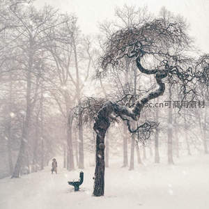 雪中孤影漫步林间