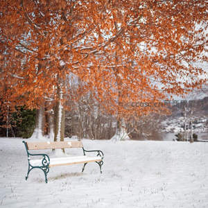 橙叶覆雪长椅，秋末初雪公园一隅