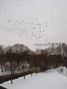 飞鸟掠过雪覆公园小径冬日景象