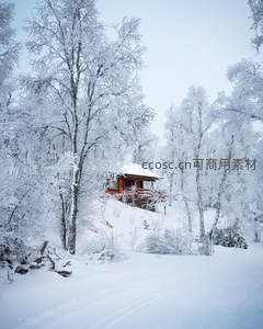 雾凇林中红屋隐现雪径