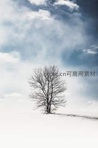 孤树傲立雪野苍穹下