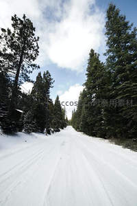 雪径穿林通向远方