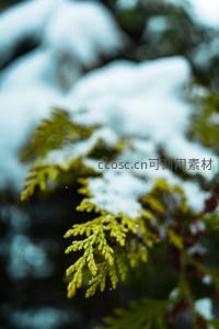 雪覆松针微距展现冬日生机