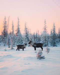 驯鹿踏雪暮色里，松林如画粉霞天