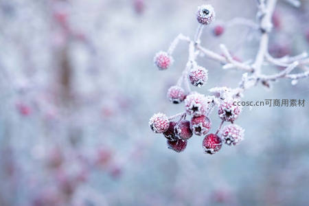 霜覆红果，冬日枝头的甜蜜点缀