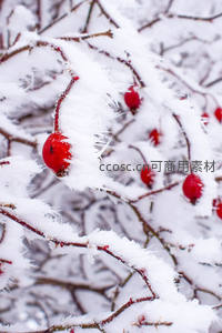 雪枝红果点缀，冬日生机盎然