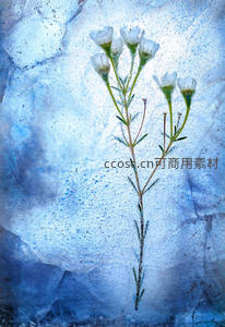 冰封之花，静待春归