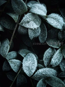 霜花覆盖绿叶的冬日私语