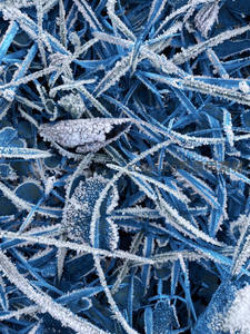 草叶覆霜的蓝色微观世界