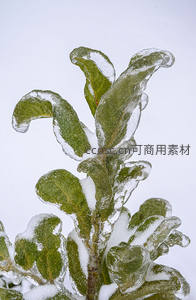 冰封绿叶特写，晶莹剔透的冬日奇景